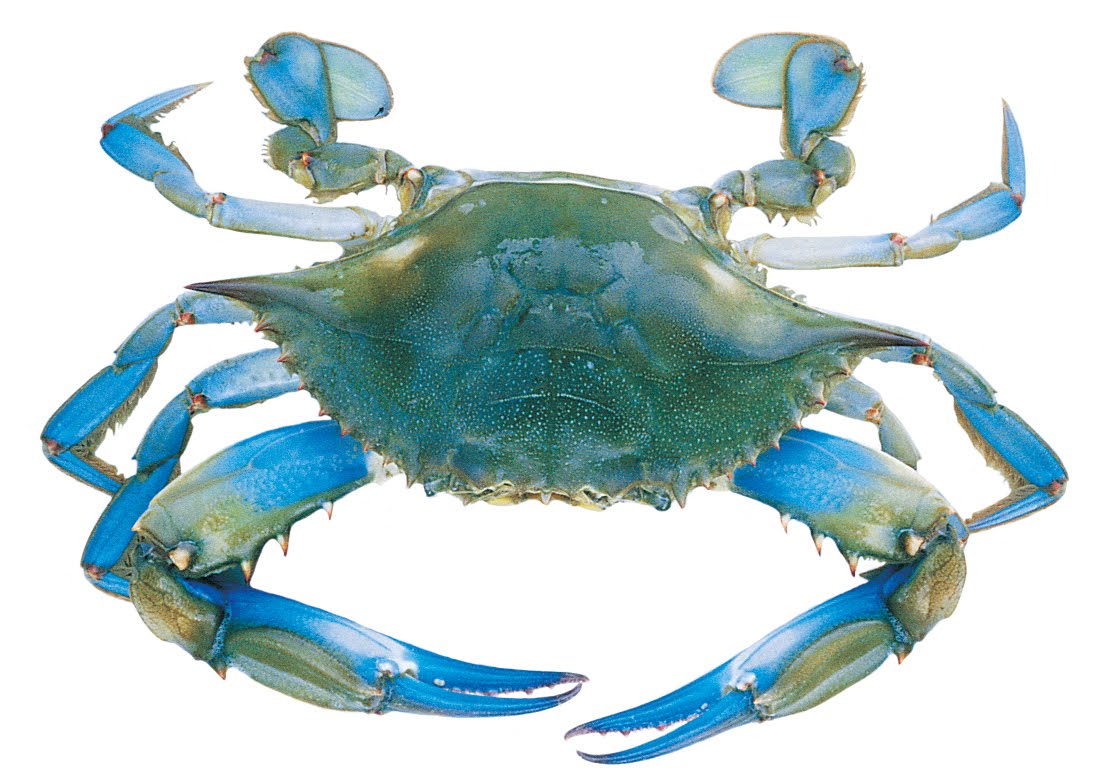 Crabs Wallpaper Blue Desktop Pictures Photos Image