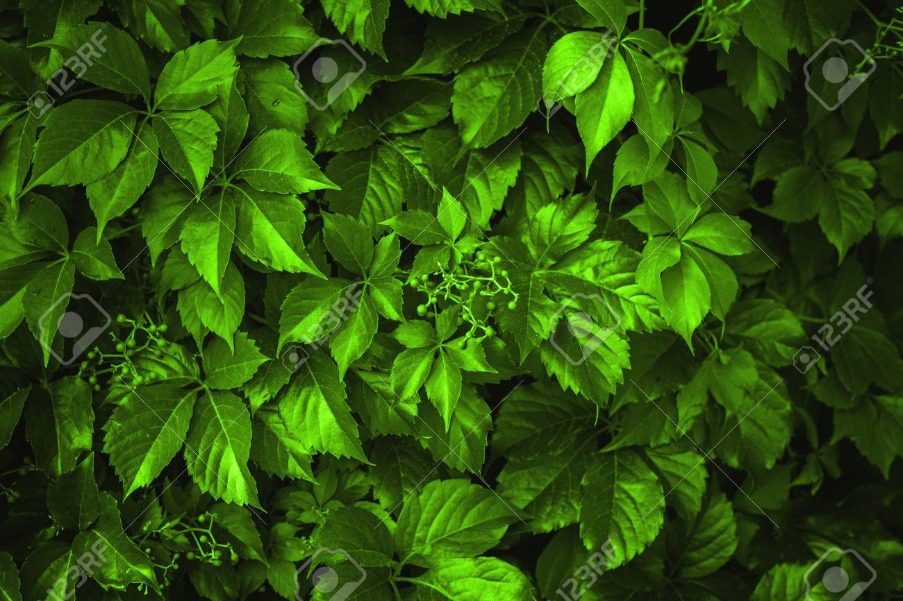 Background Made Of Fresh Green Leaves Toned Chartreuse Color