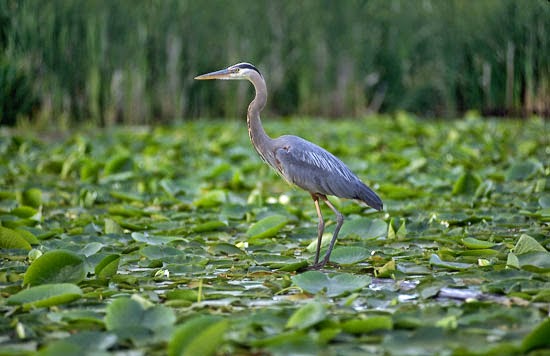 Great Blue Heron Photos Wallpaper The Fun Bank