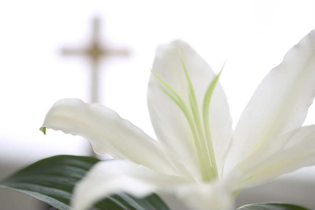 Easter Lily Wallpaper On Screen To Spread Cheer Of And