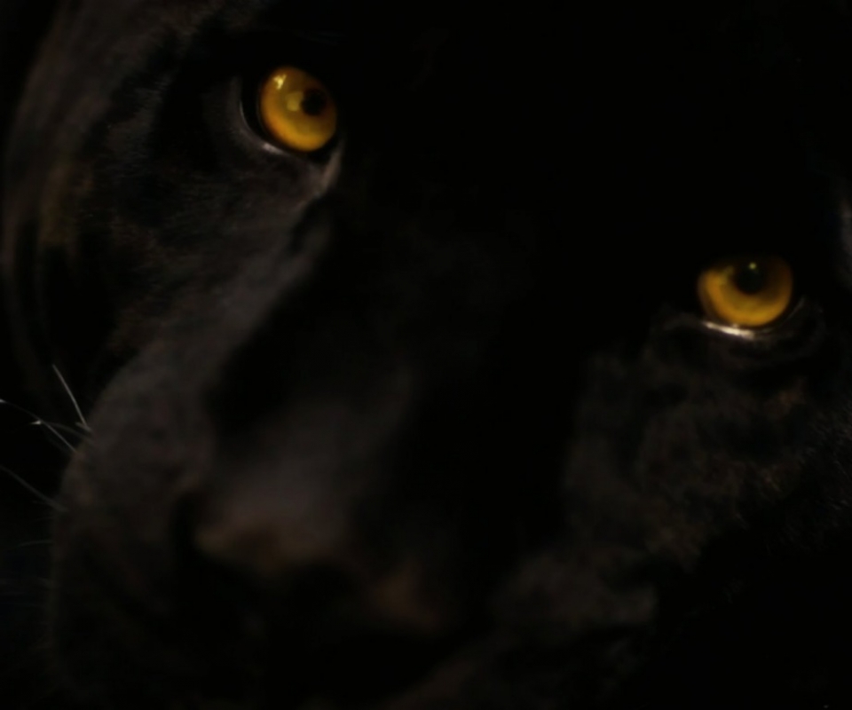 Panther Eyes Wallpaper Black