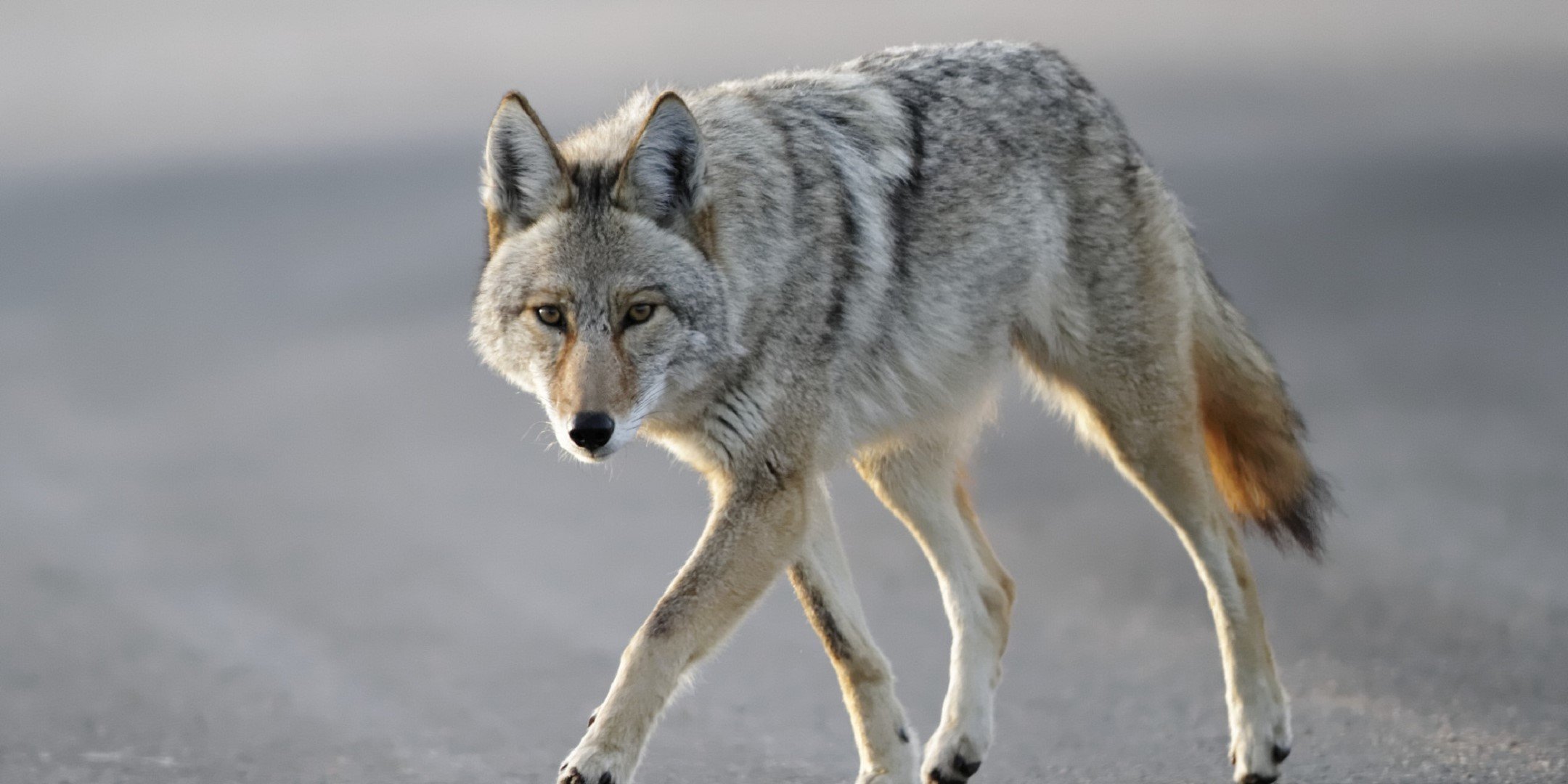 Coyote Wallpaper
