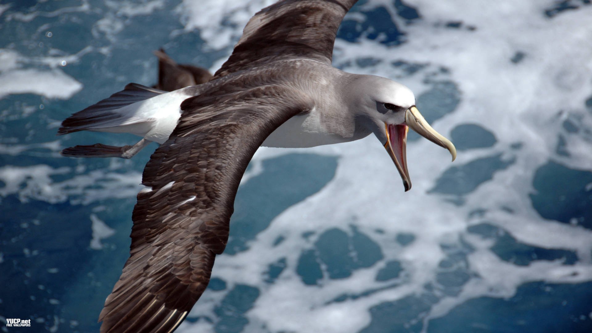 Albatross Seabird Bird Birds Wallpaper HD Desktop And Mobile