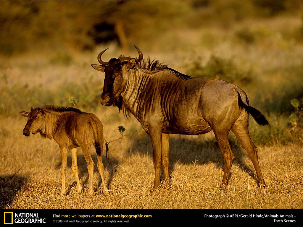 A majestic wildebeest with its young calf in a golden, sunlit field, showcasing the bond between parent and offspring in their natural habitat