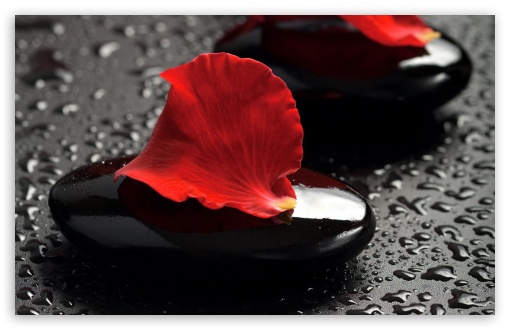 Zen Stones And Rose Petals HD Desktop Wallpaper High Definition