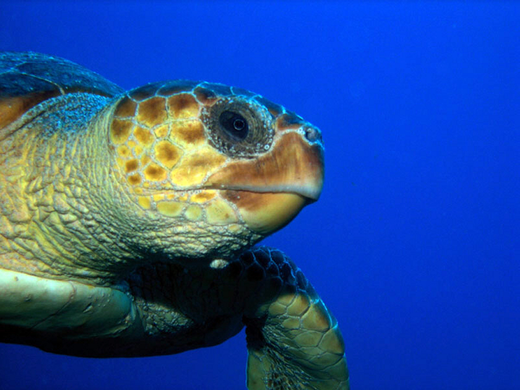 My Wallpaper Nature Big Sea Turtle