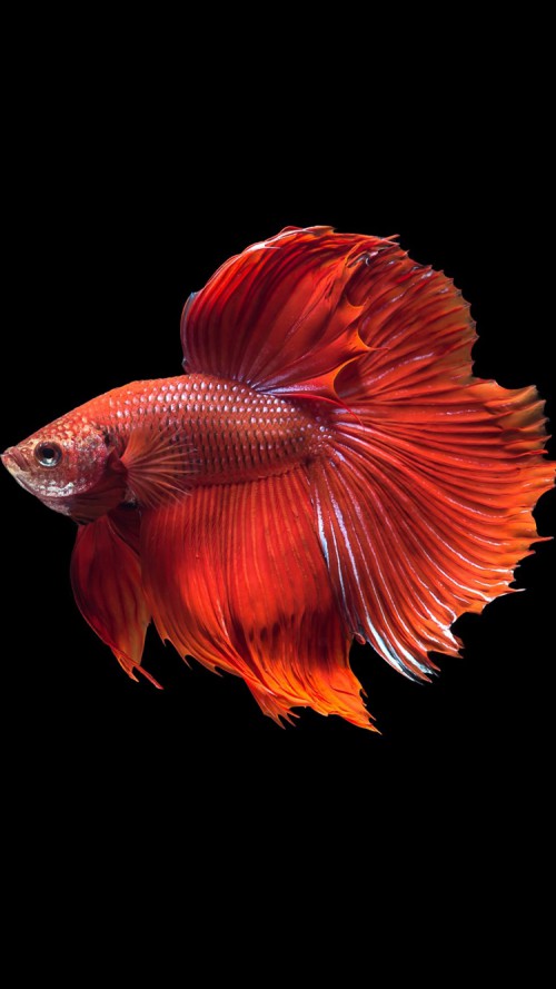 Apple iPhone 6s Wallpaper With Super Red Halfmoon Betta Fish And Dark