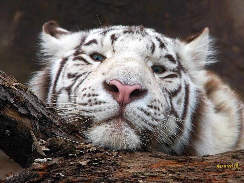 TIGER WALLPAPERS White Tiger Head Wallpaper 1024x768