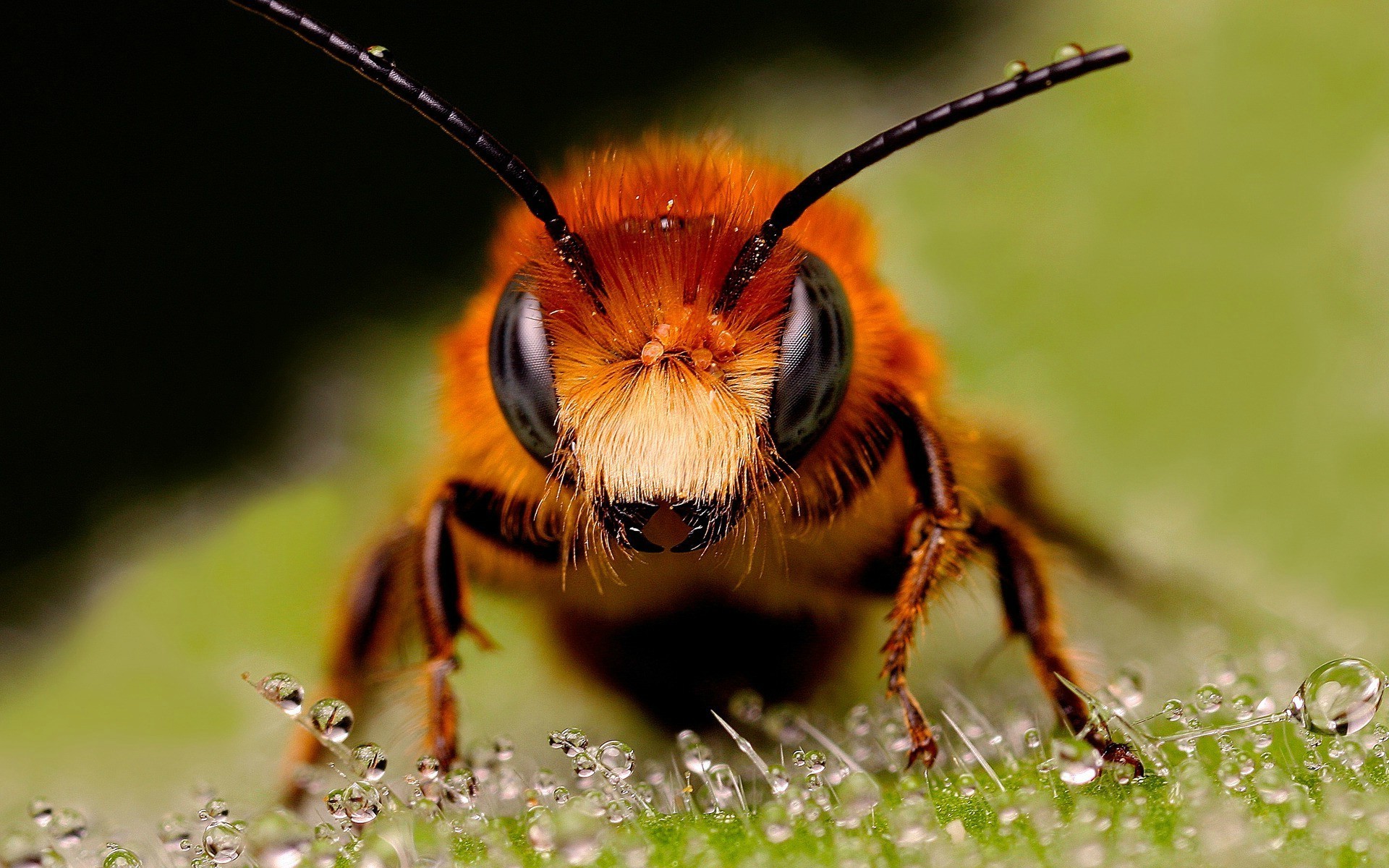 Macro Insect Hymenoptera Bees Wallpaper HD