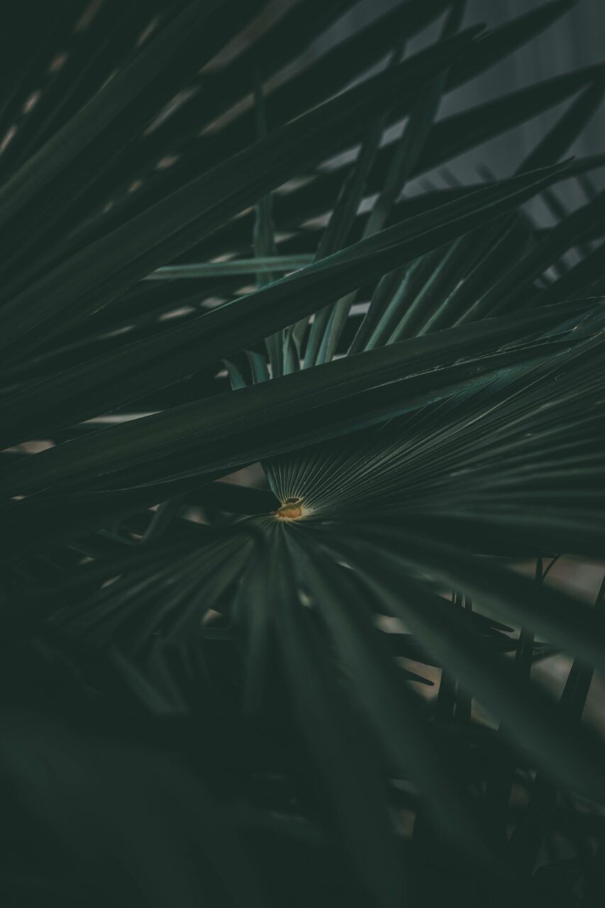 Tropical Palm Leaves Close Wallpaper