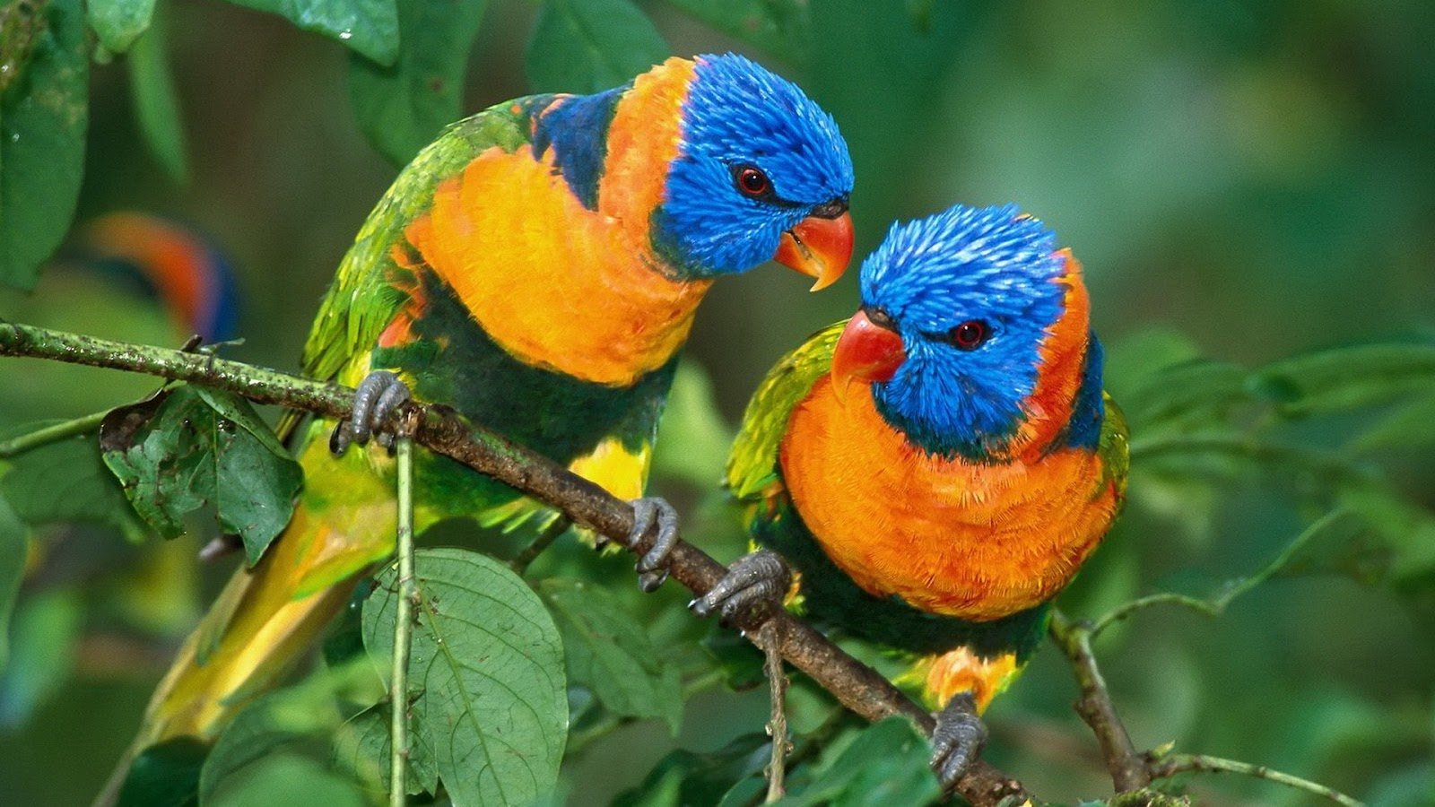All Wallpapers Parrot Hd Wallpapers 2