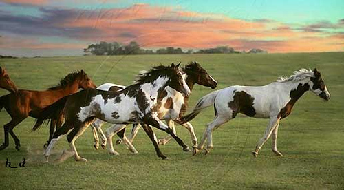 Wild Paint Horses Wallpaper Horse