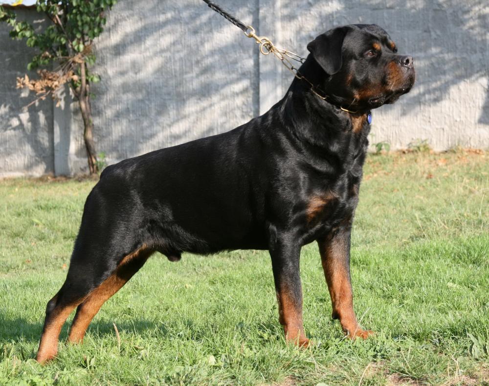 Rottweiler Picture The Dog Wallpaper Best