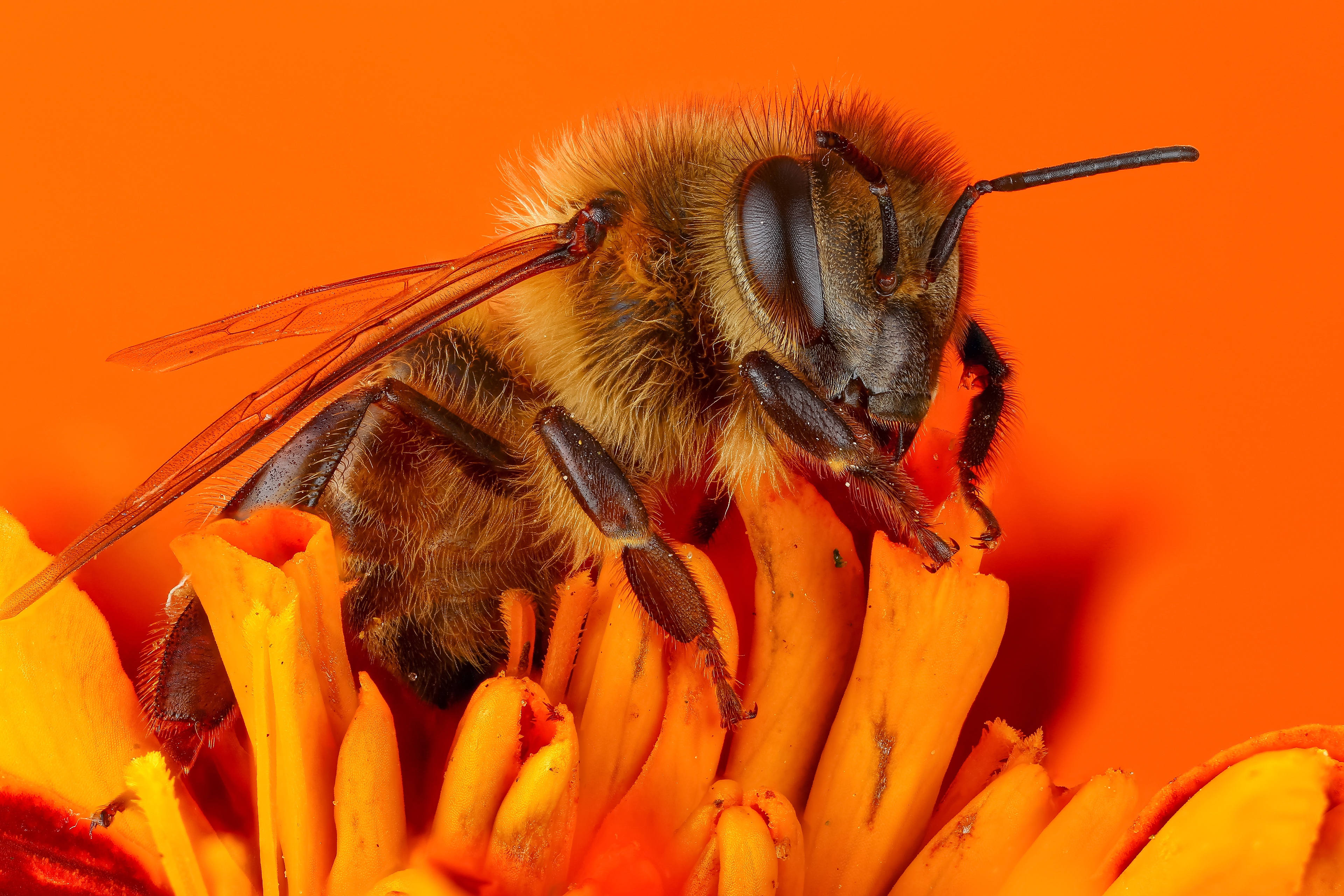Insect Macro Animal Bee 4k Ultra HD Wallpaper