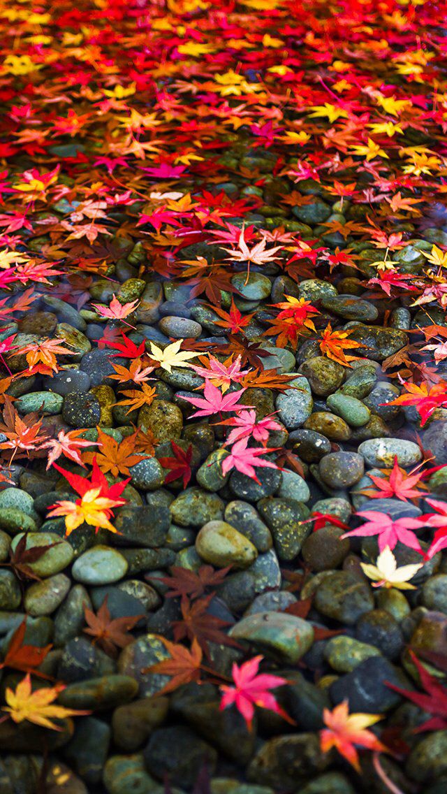 Wallpaper iPhone Autumn Love In Fall