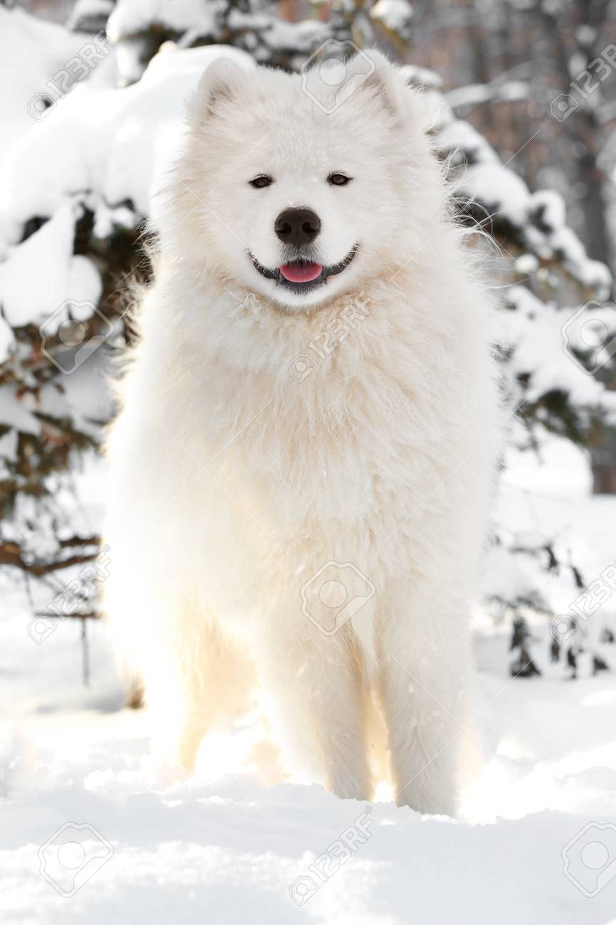 Cute Samoyed Dog In Park On Winter Day Stock Photo Picture And