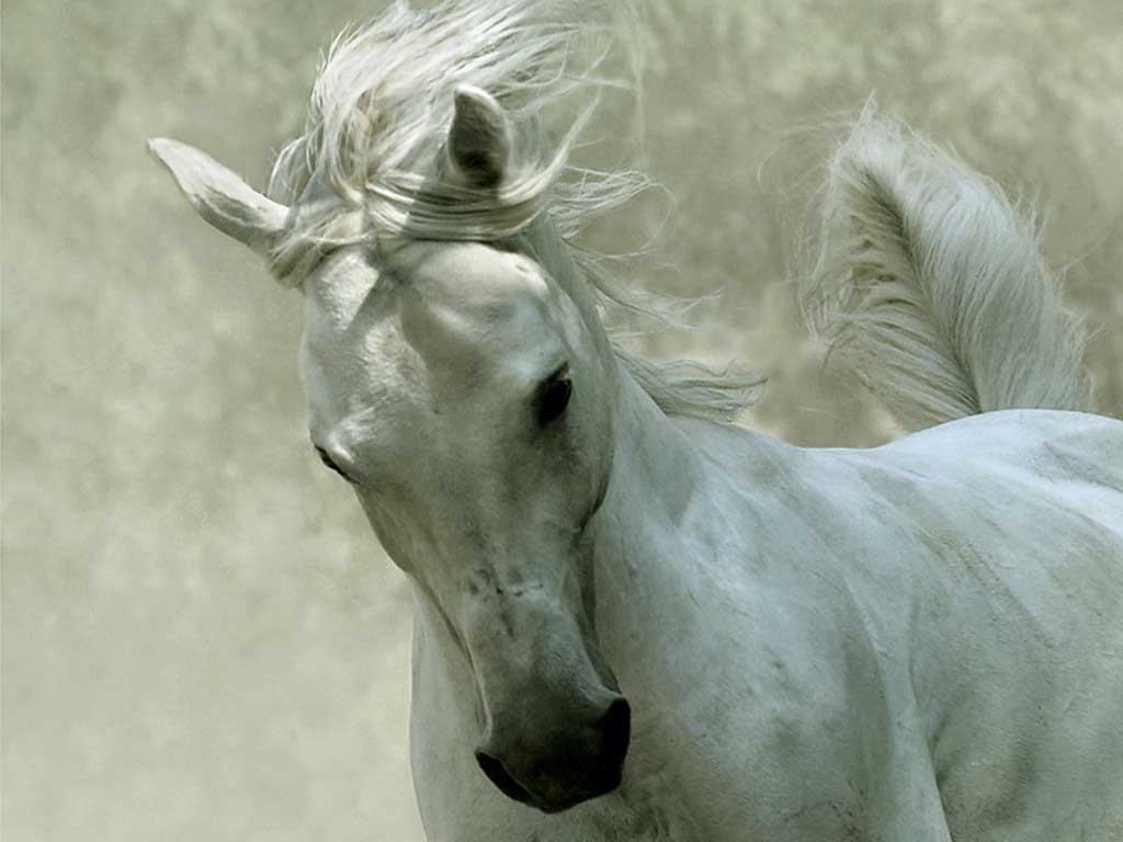 Japan Horses Wallpaper For Desktop Background