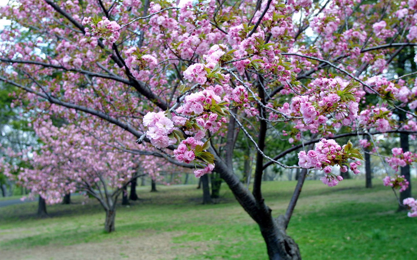 Pink Cherry Blossom Wallpaper Background