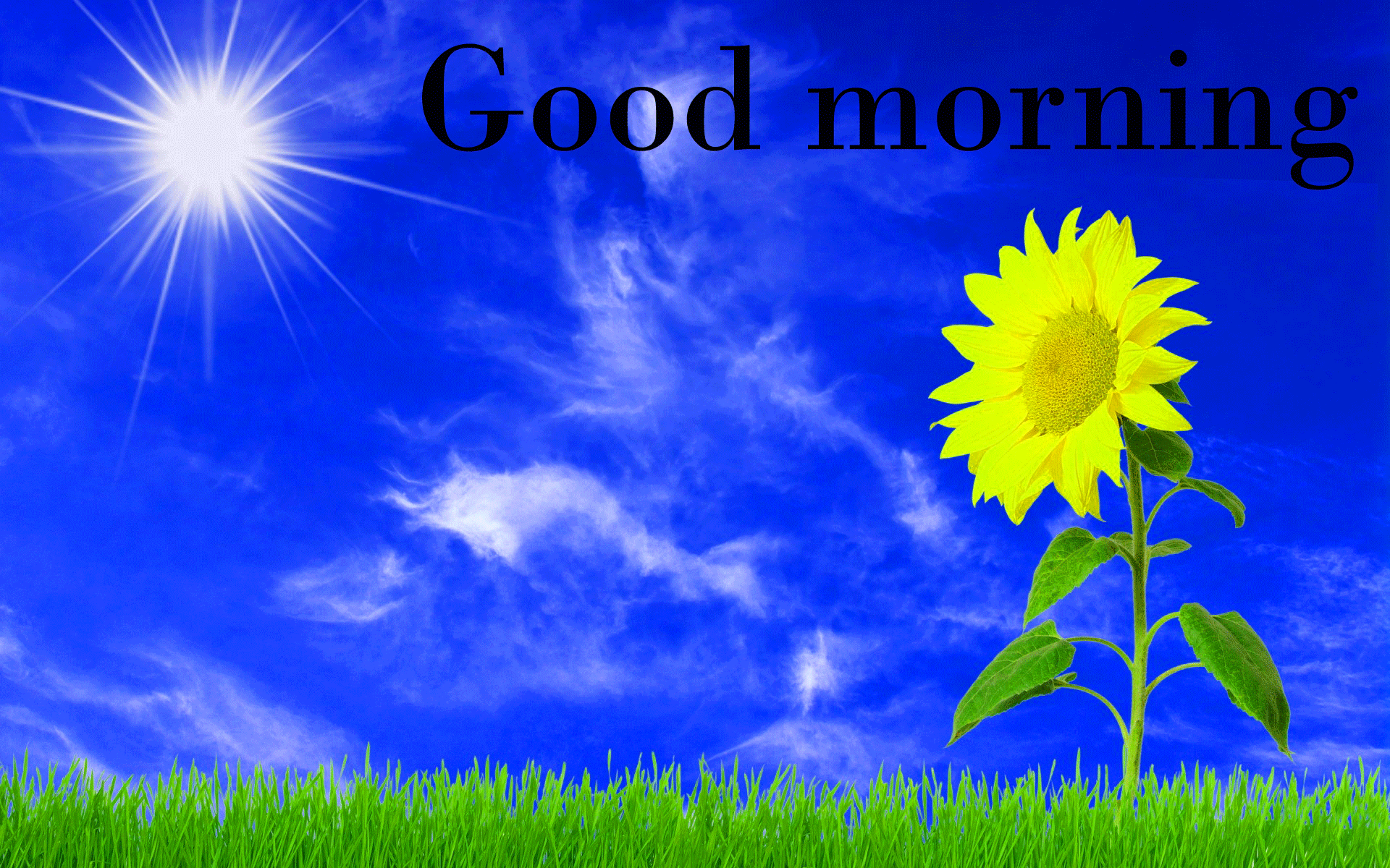 Sunflower Good Morning Wallpaper Pictures Pics HD Samsung Lcd