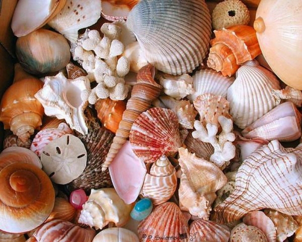 Seashells Wallpaper Shells Desktop