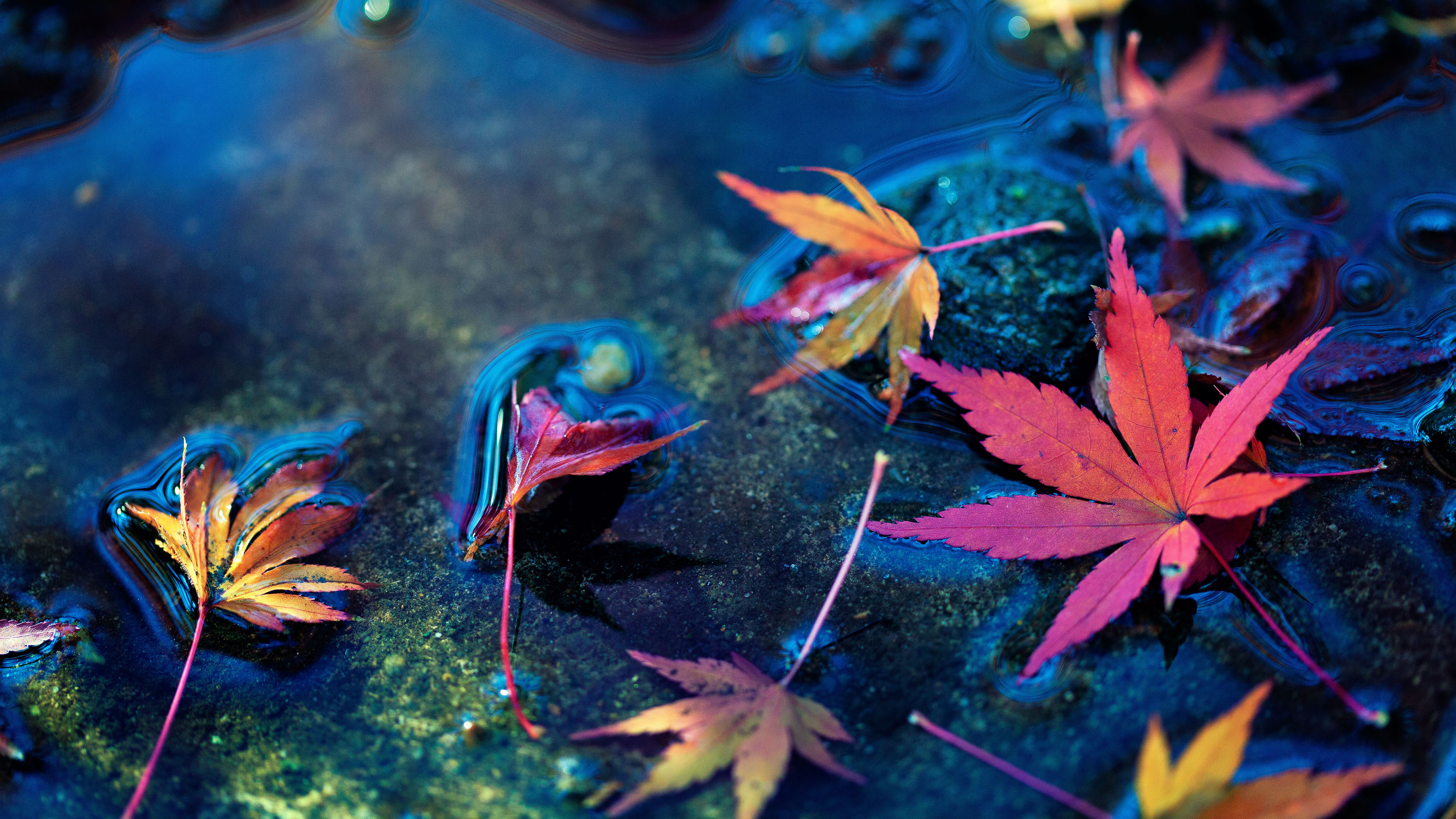 Maple Leaves 5k Wallpaper