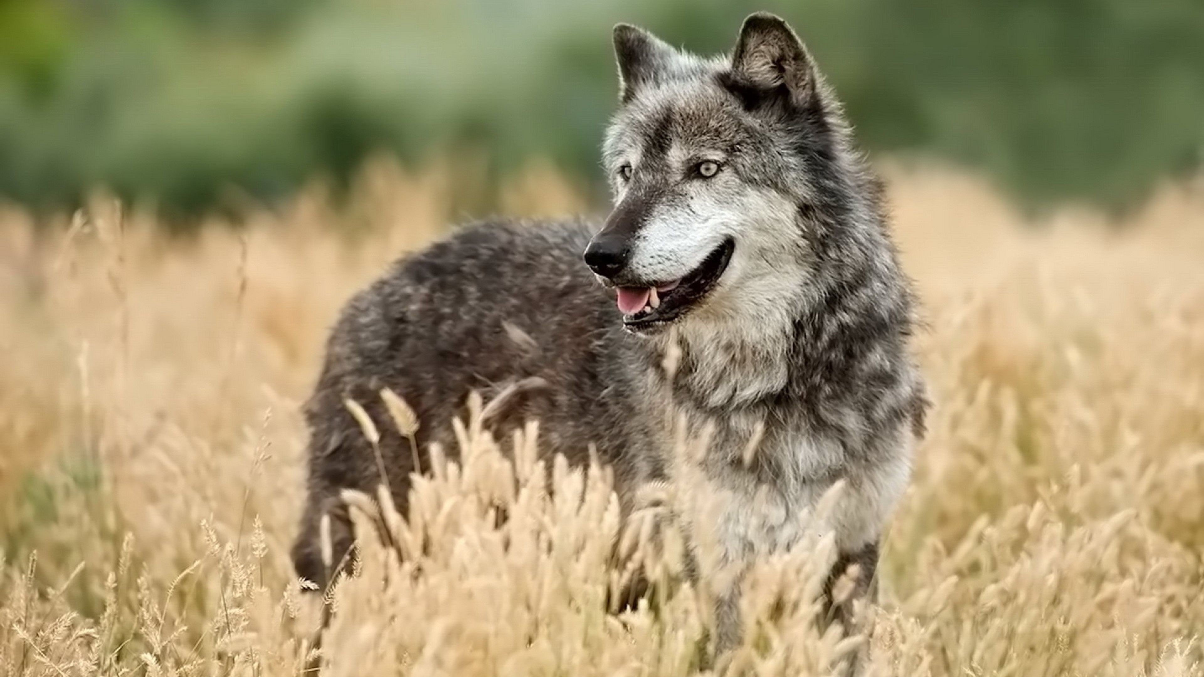A majestic gray wolf stands alert in a field of tall, dry grass. Its fur blends seamlessly with the surroundings, while its bright eyes scan the horizon. This 4K wallpaper captures the raw beauty and power of this apex predator