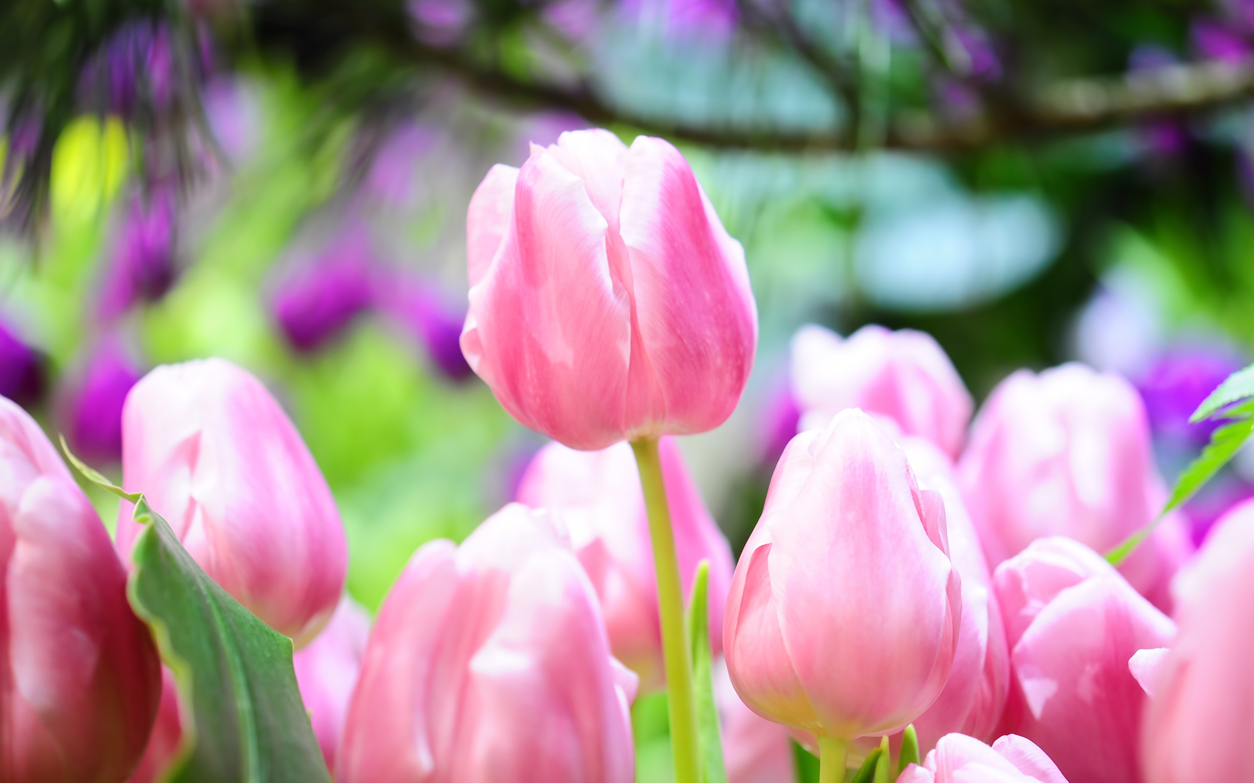 Wallpaper Pink Tulip Buds Bright Spring HD Picture Image