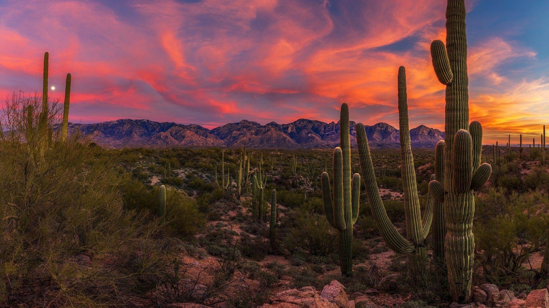 Free download Arizona Wallpapers Top Free Arizona Backgrounds