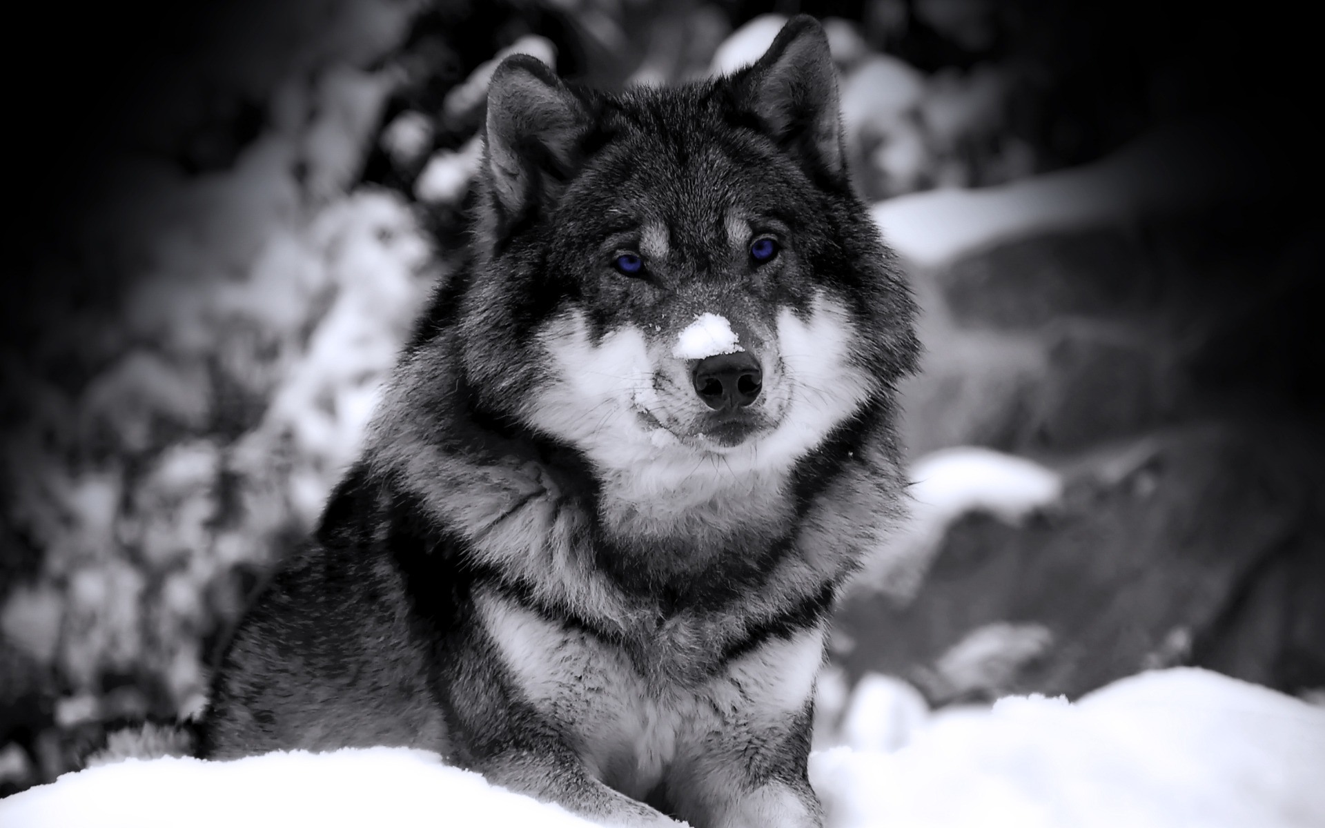 Wolf In Winter Desktop Wallpaper