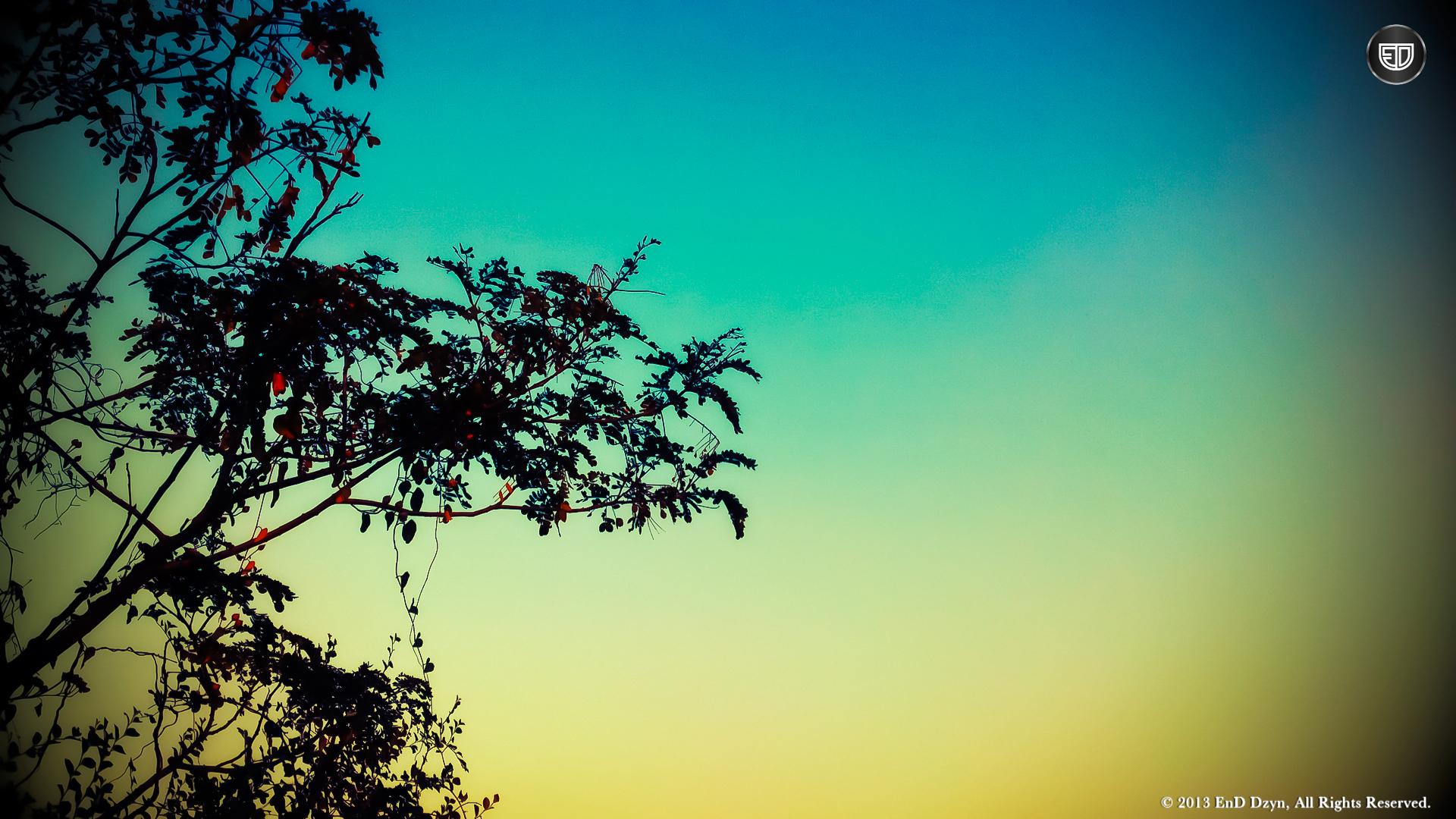 Lomography HD Wallpaper Background Mysterious Tree Silhouette