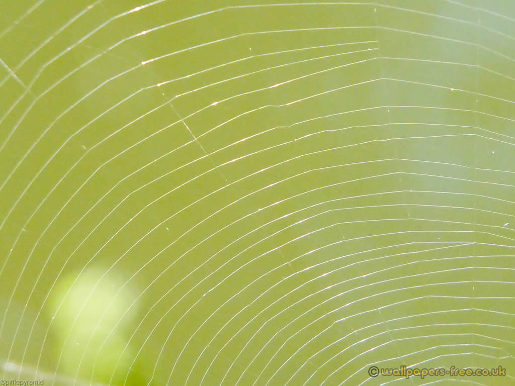 Spiders Web Highlighted By Sunlight Wallpaper