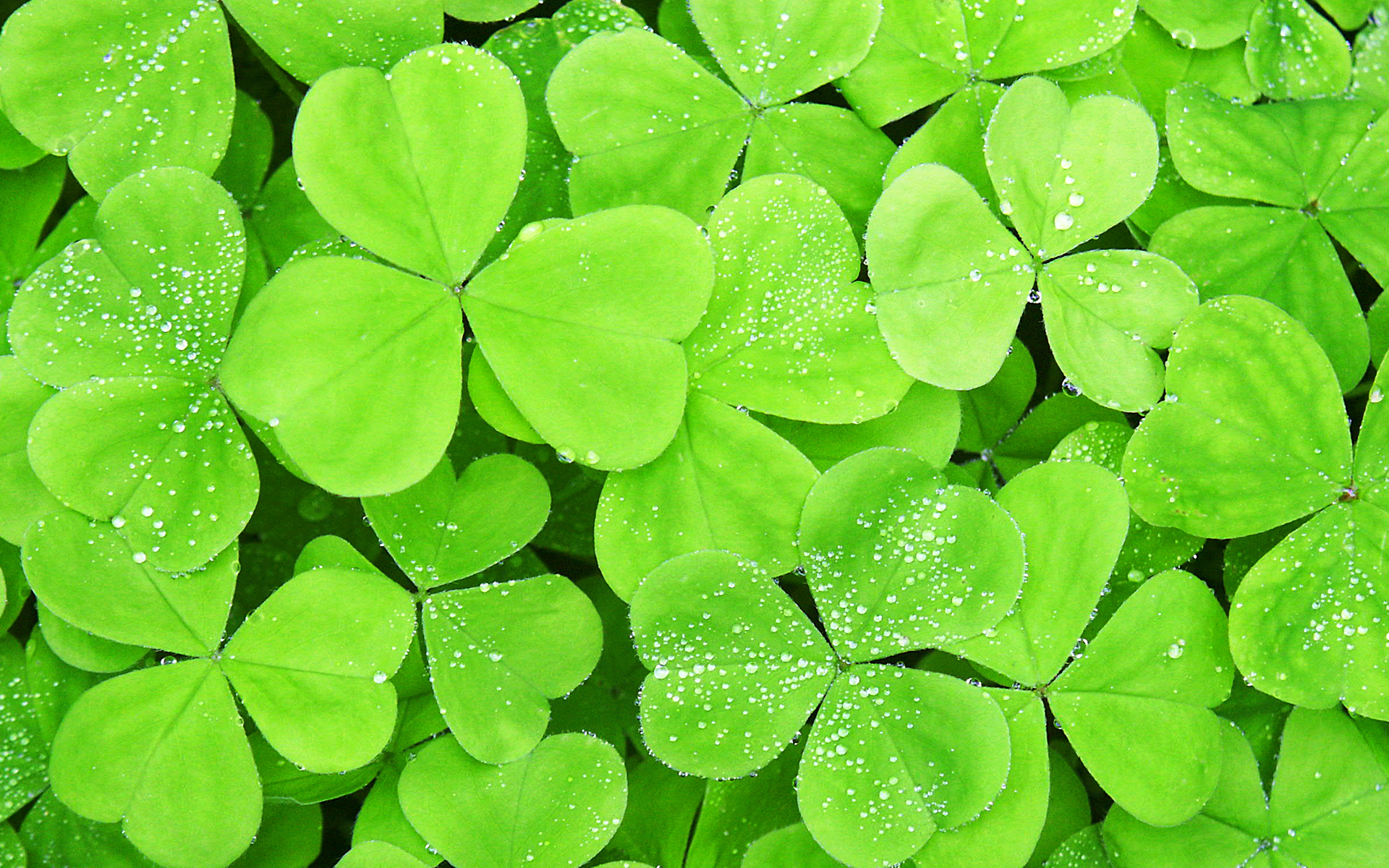 Lots Of Clover Leaf Wallpaper Stock Photos