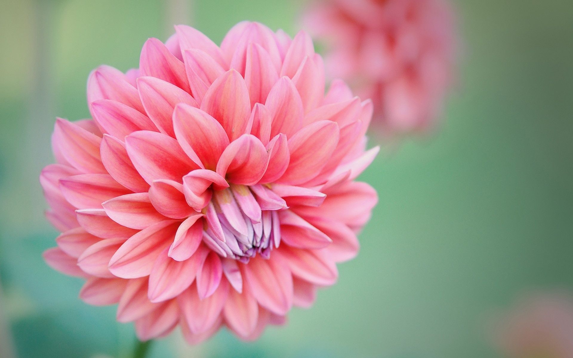 Dahlia Desktop Wallpaper