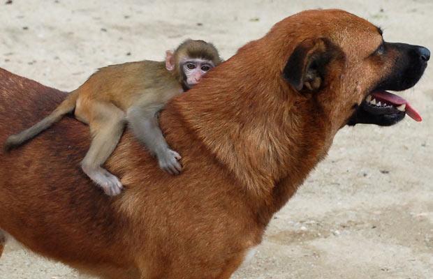 Three Month Old Macaque Monkey Rides On Temple Dog Tan S Back Inside