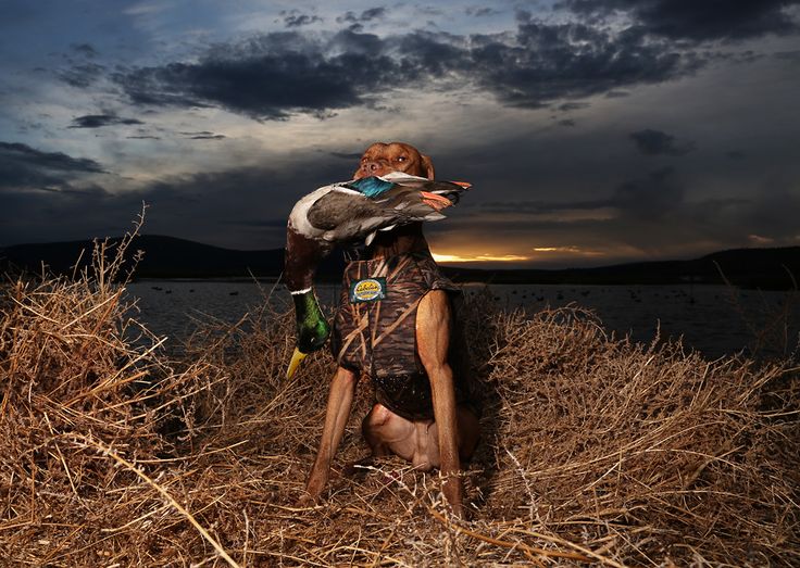 Duck Hunting Dogs