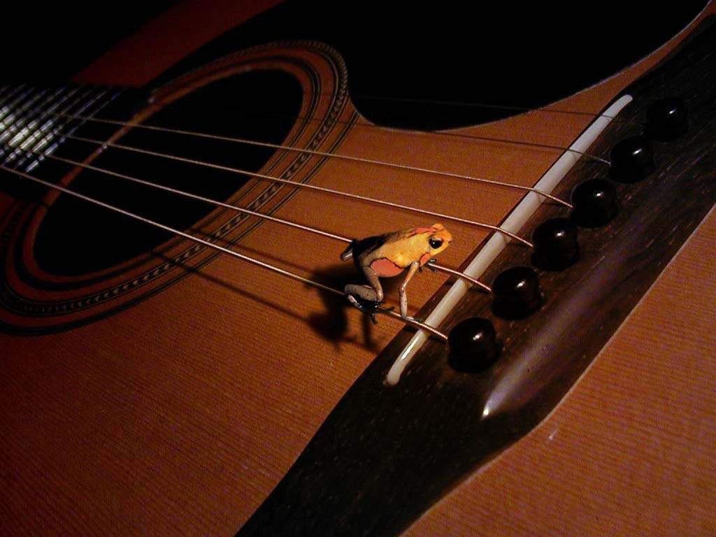 Gibson Guitar Desktop HD Wallpaper Background