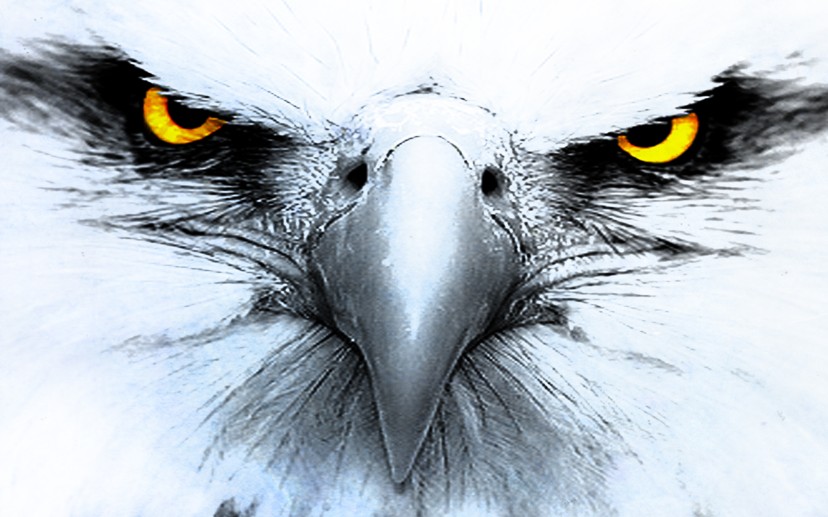 HD Wallpaper Background Id Animal Eagle By Wall