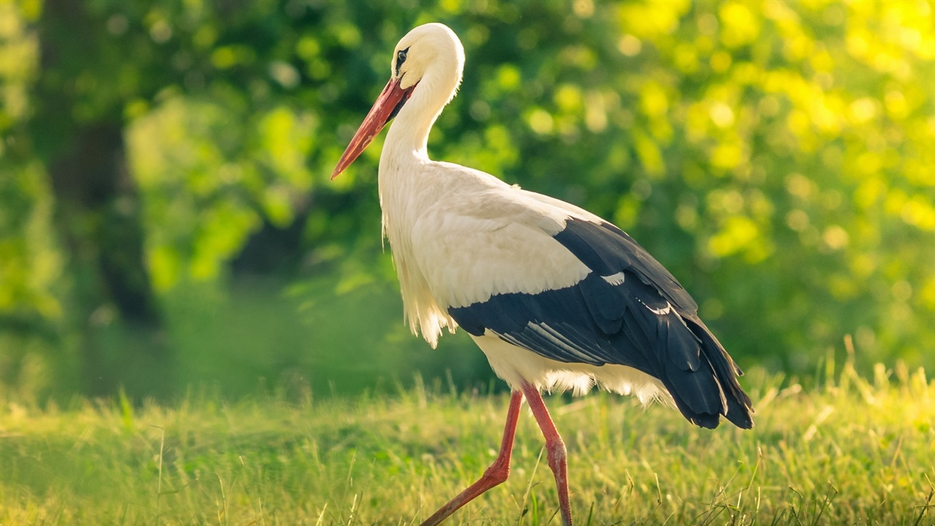Bird In The Grass Stork Summer Wallpaper