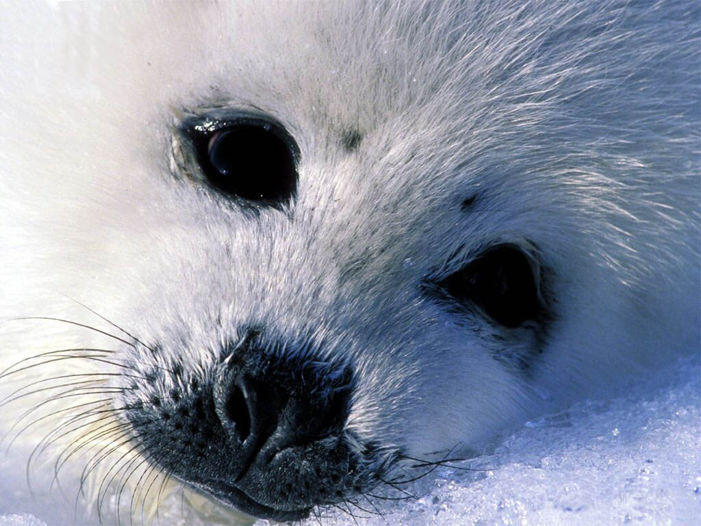 Baby Seal Animals Wallpaper Image With Seals Pictures