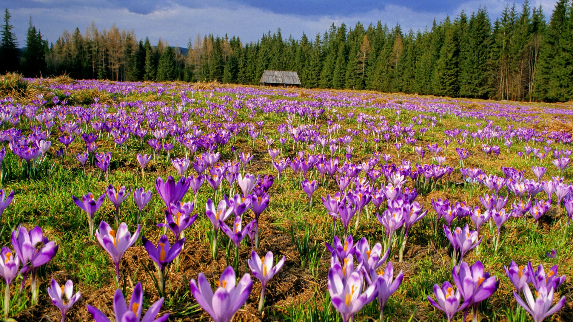 Landscapes Flowers Valleys Poland Crocus National Park Tatra
