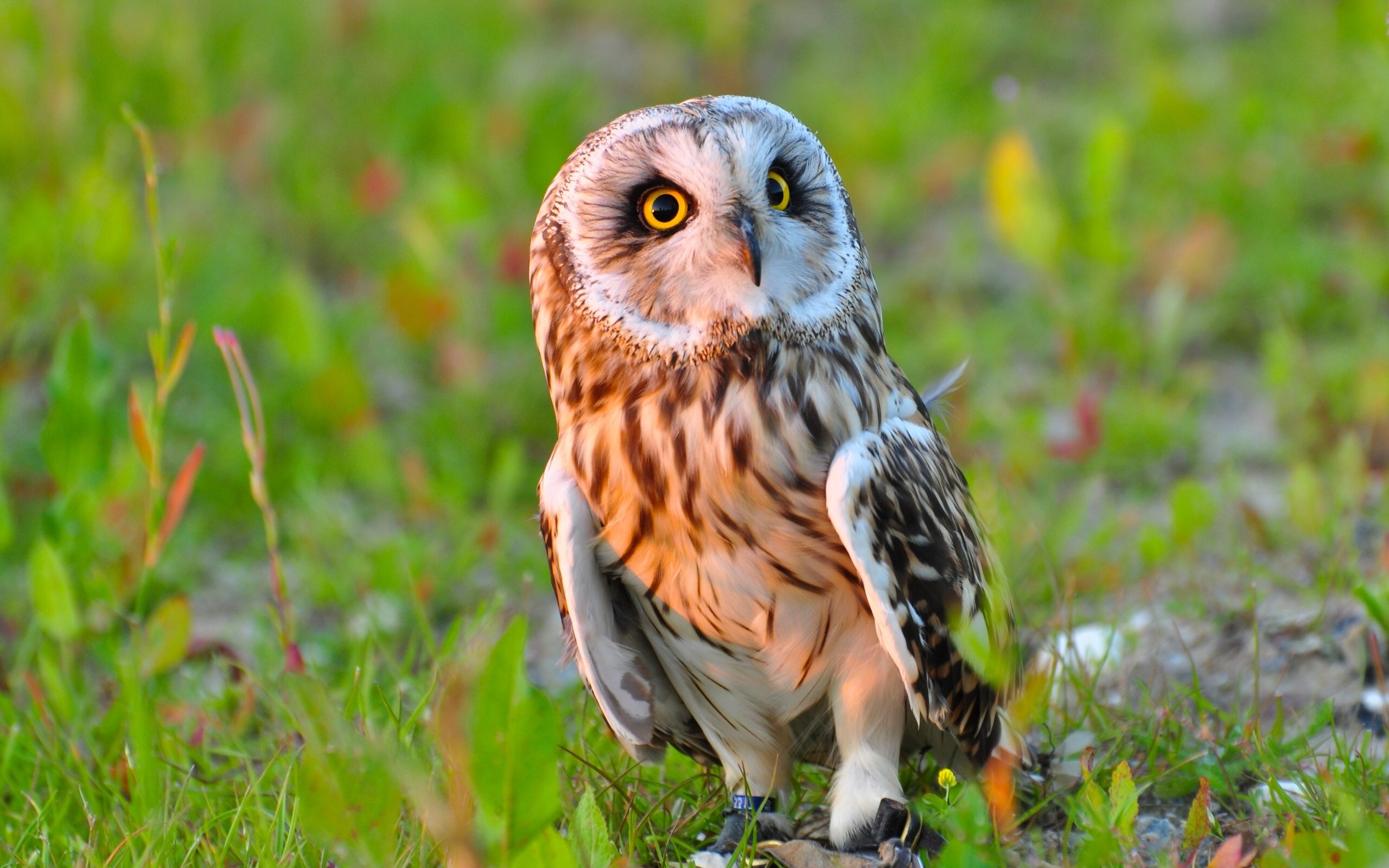 Cute Owl Bird Wallpaper HD For Desktop Amp Mobile