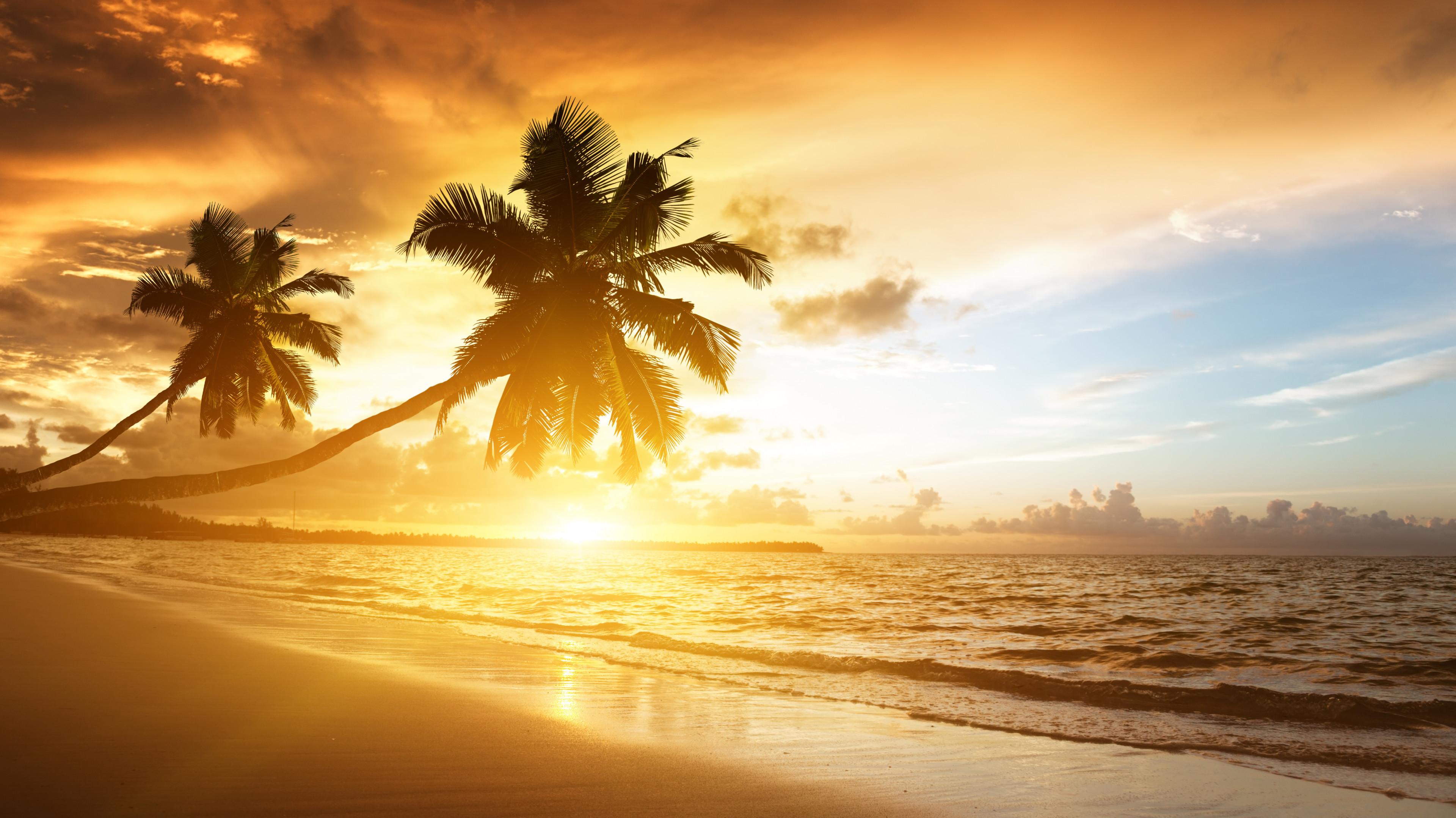 Wallpaper Beach 5k 4k Ocean Sunset Palm Trees