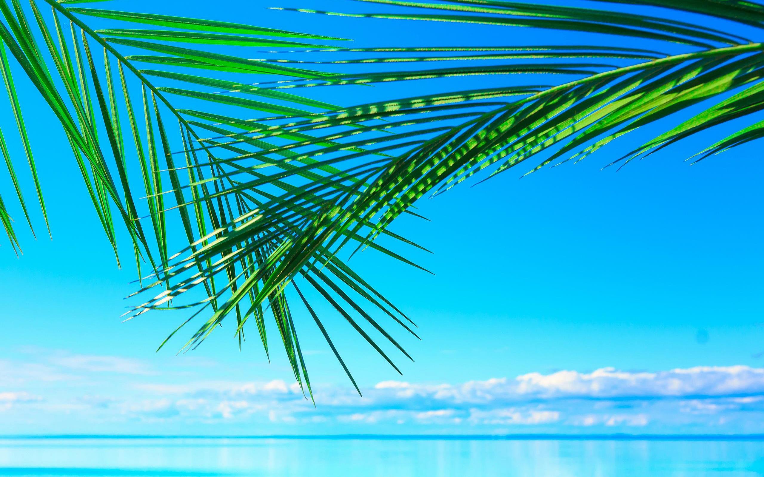 Green Palm Leaves Over The Blue Water HD Summer Wallpaper