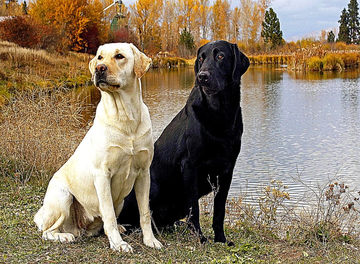 Black N Yellow Labrador Dog Wallpaper Desktop Photo