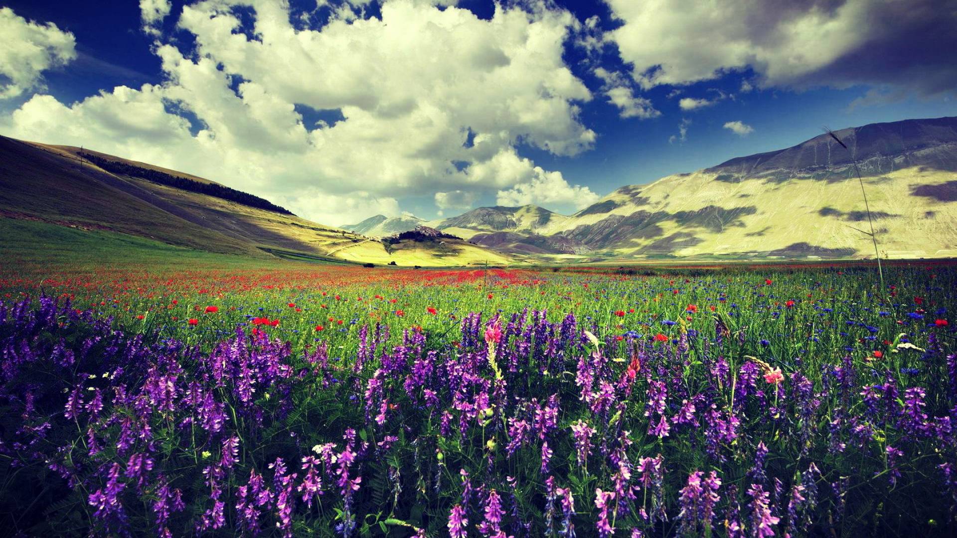 Lavender Flowers Macro Wallpaper Desktop High