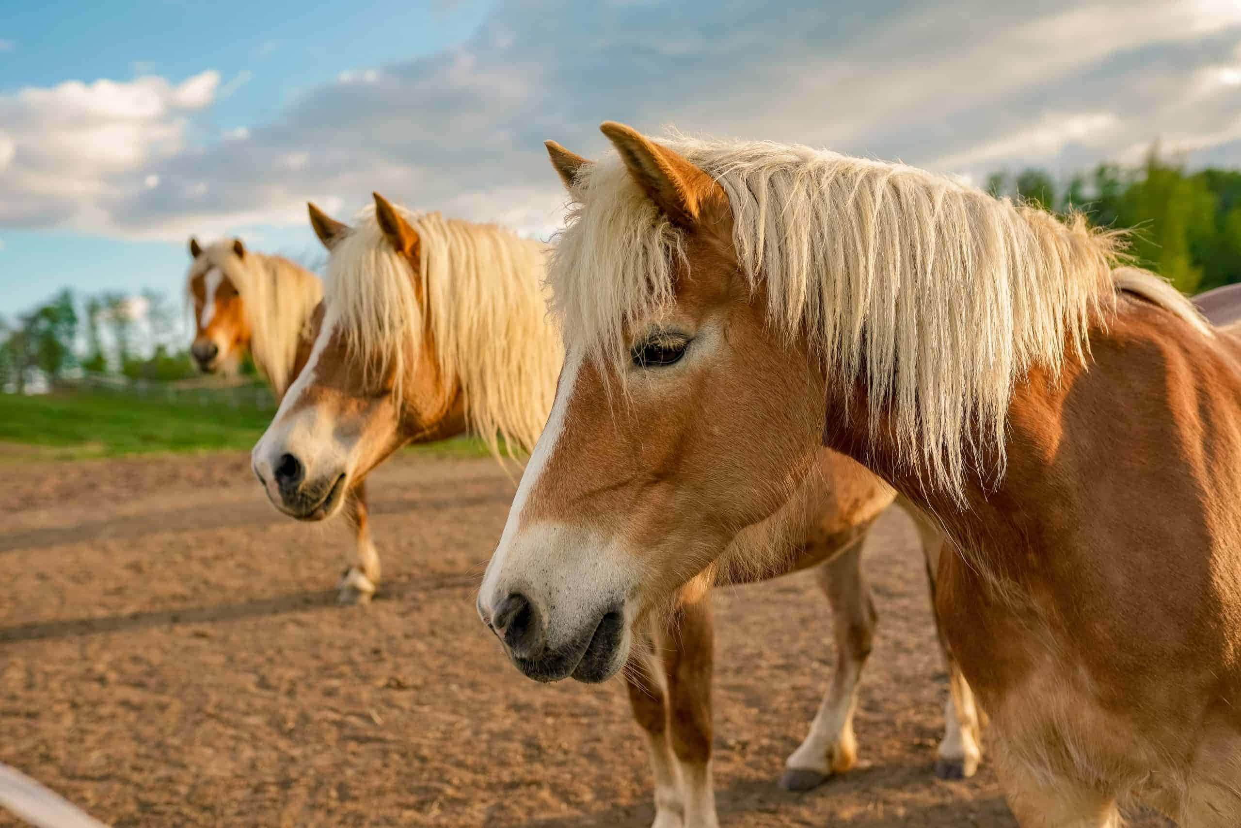Pony Picture Wallpaper