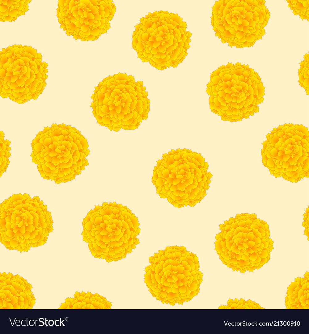 Yellow Marigold On Ivory Beige Background Vector Image