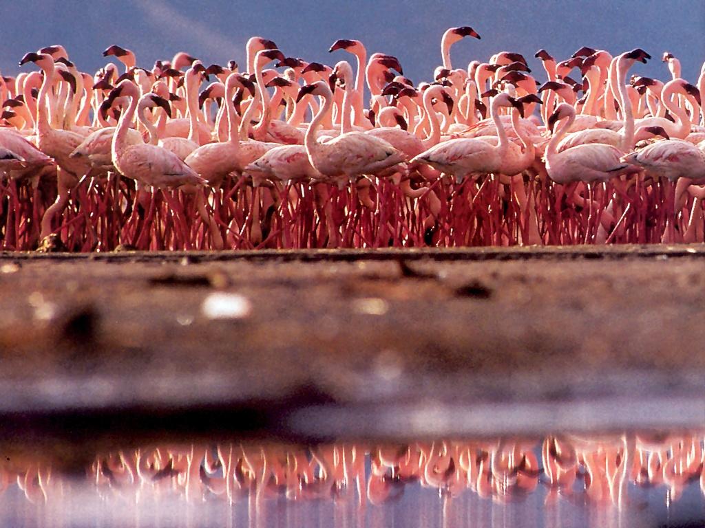 English Cat Flamingo Birds Wallpaper Pink