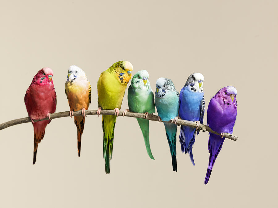 Animals Background In High Quality Budgies By Matthias Aaron