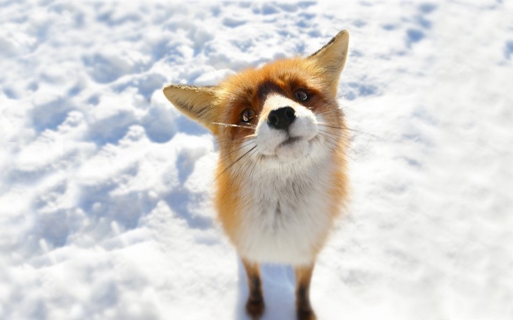 Snow Fox Animals Wallpaper HD Desktop And Mobile Background